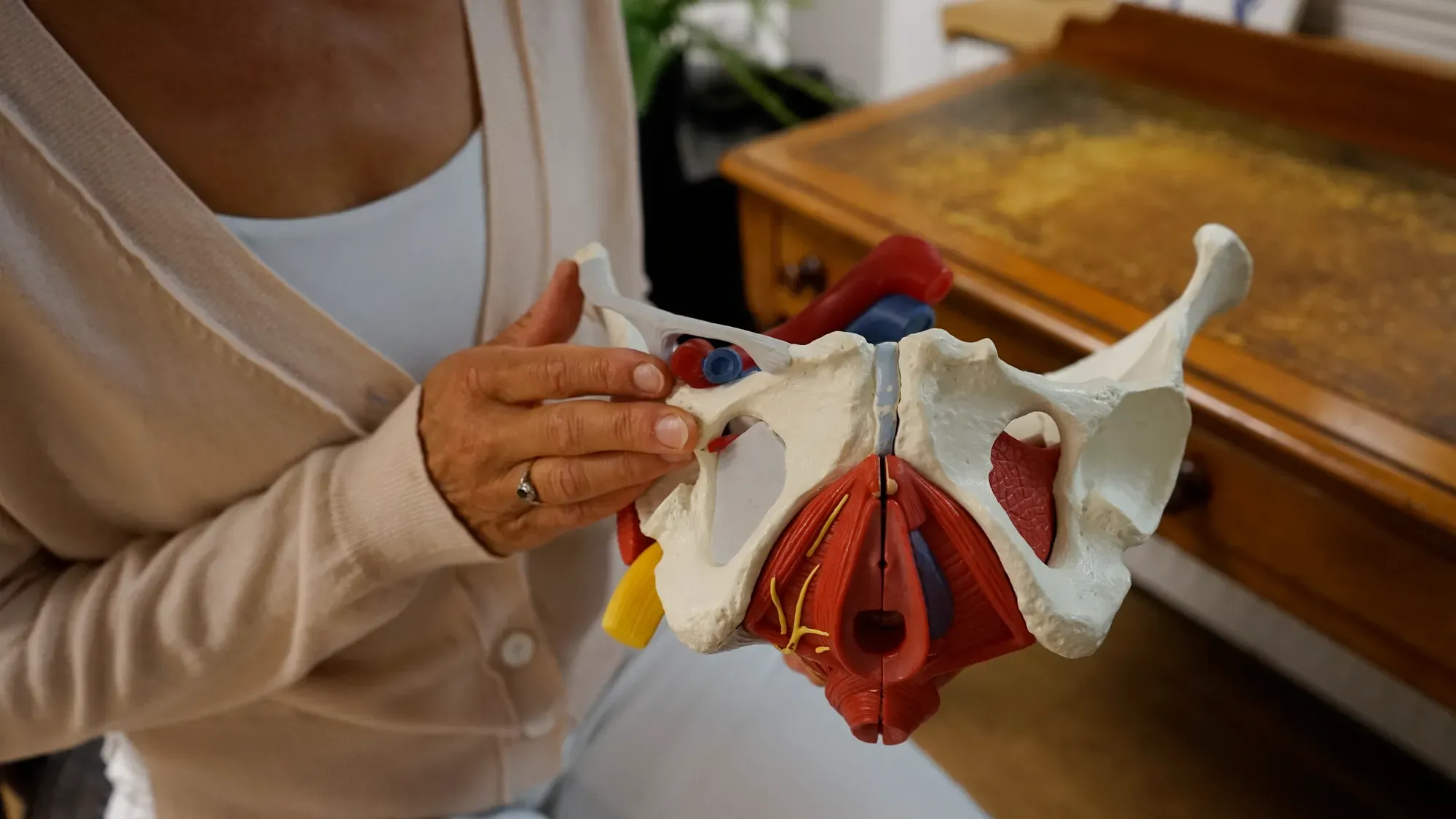 Anatomisches Beckenmodell in den Händen von Susanne Gottschall