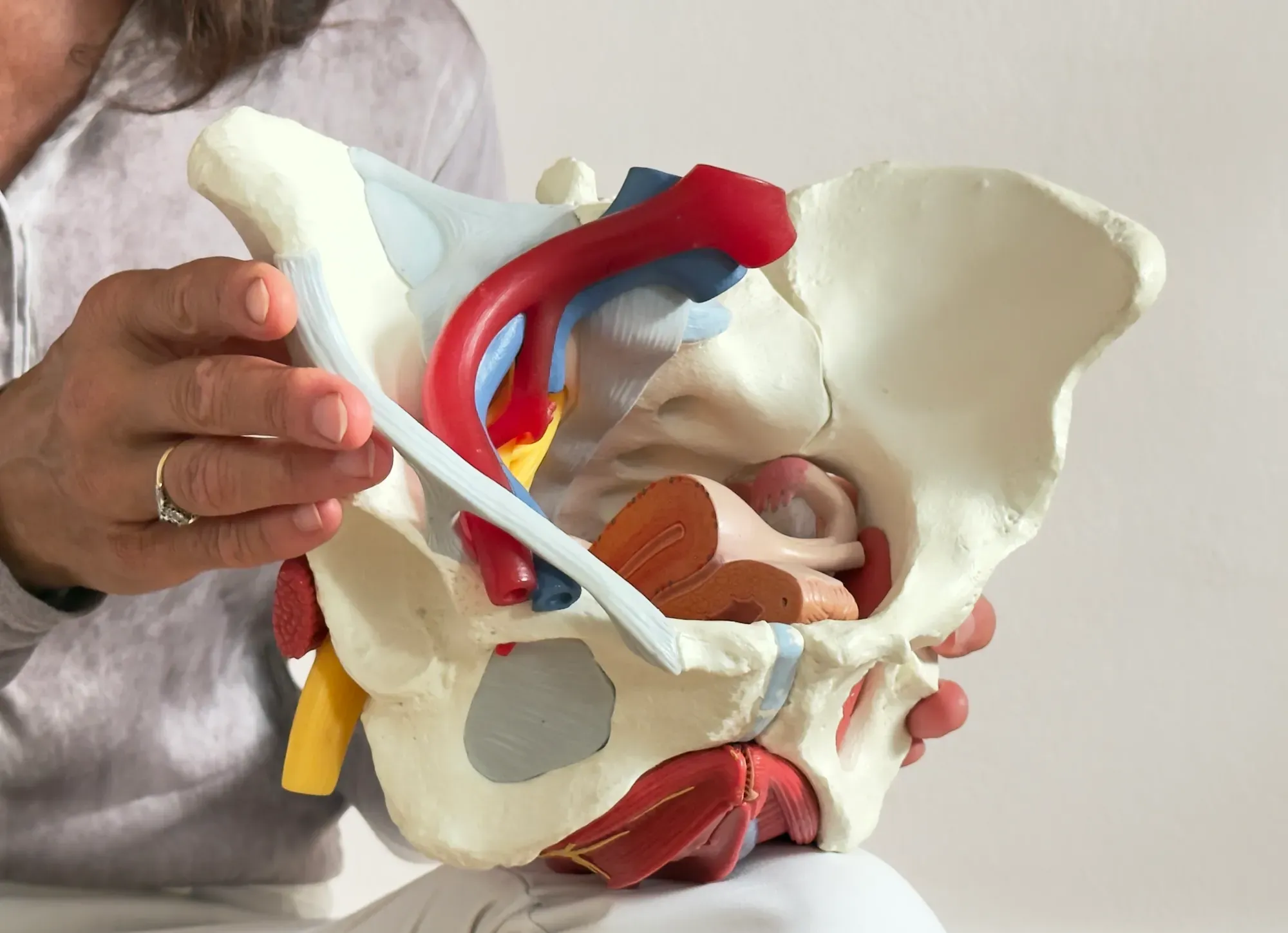 Anatomisches Beckenmodell zur Erklärung der Kontinenzfunktion